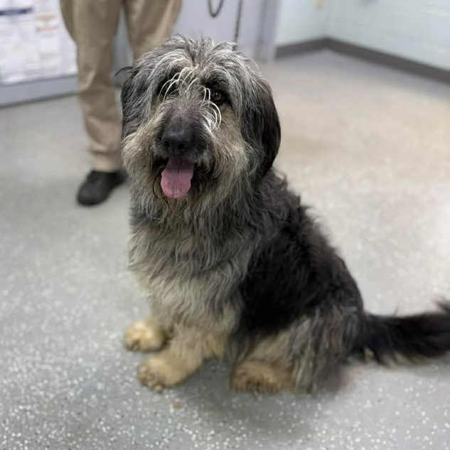 Angel, ADOPTABLE, Puppy Female Aussiedoodle.