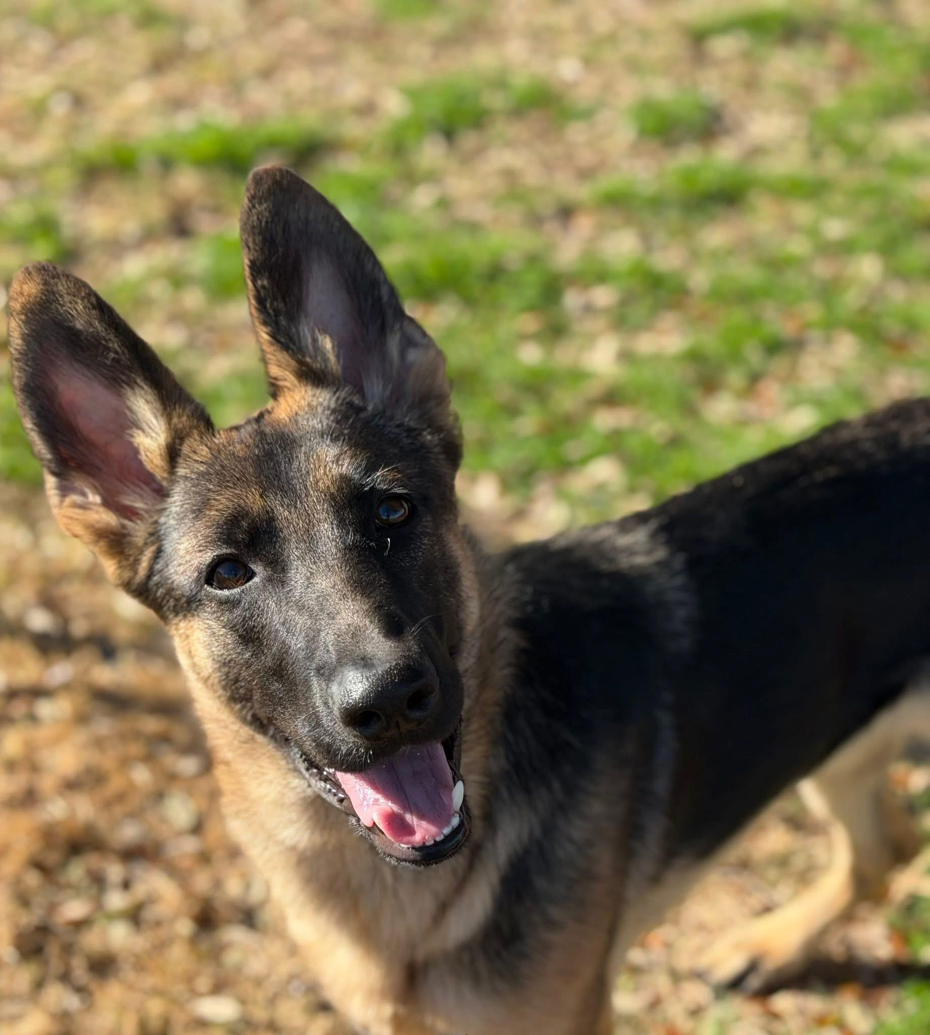 Enlarge Murphy , an adopted German Shepherd Dog in Paris, TX image 3/5