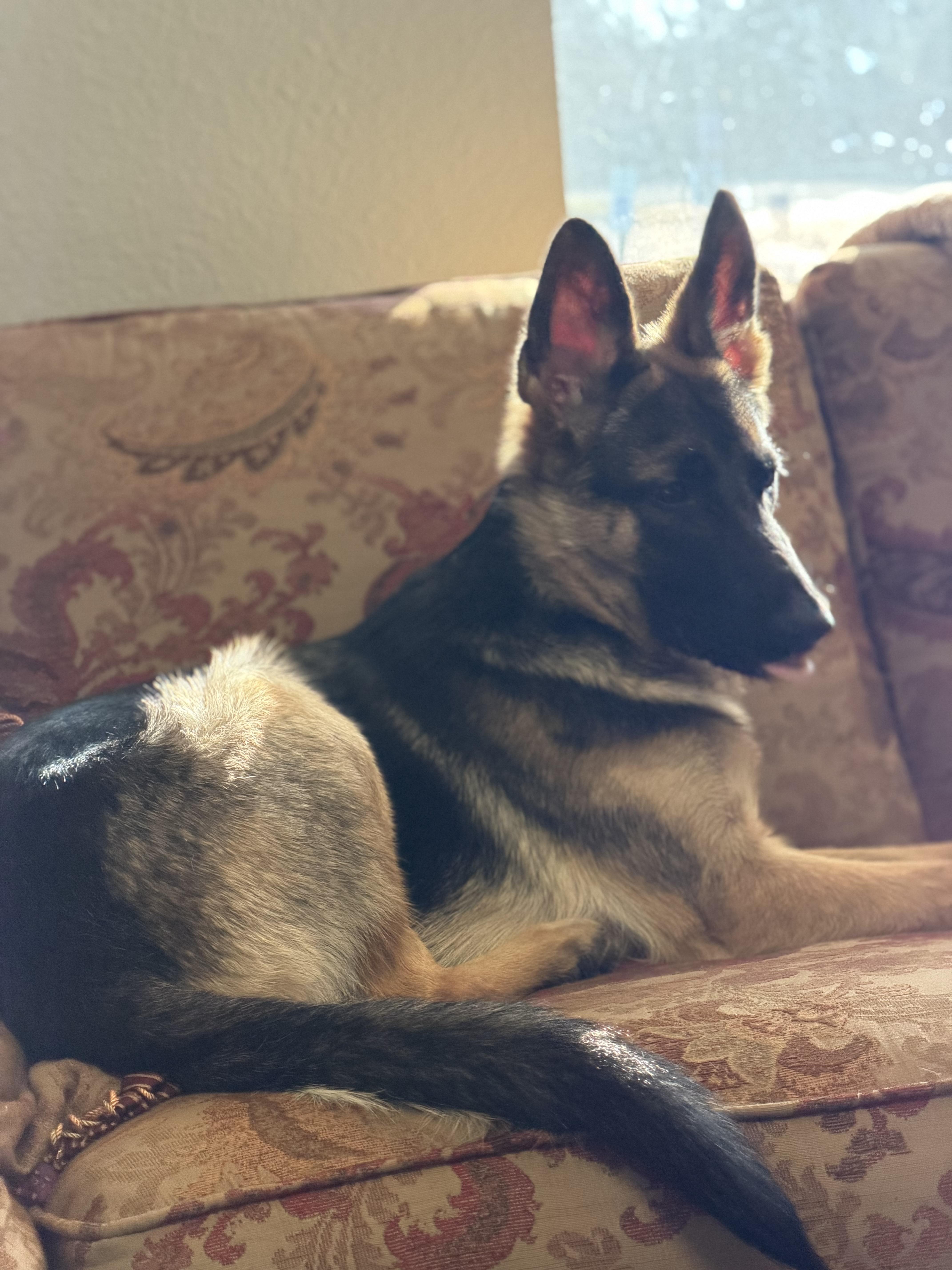 Enlarge Murphy , an adopted German Shepherd Dog in Paris, TX image 5/5