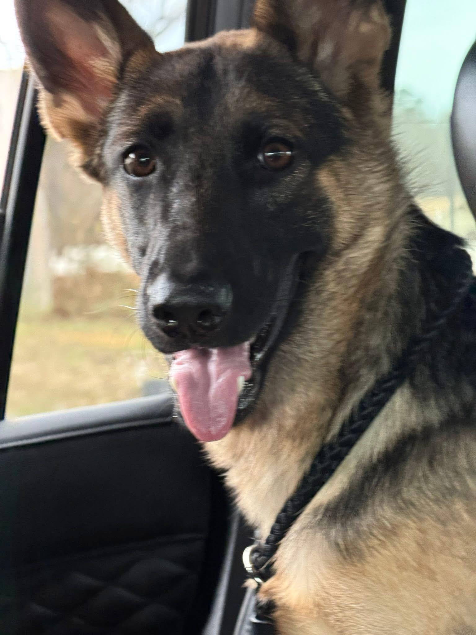 Enlarge Murphy , an adopted German Shepherd Dog in Paris, TX image 2/5