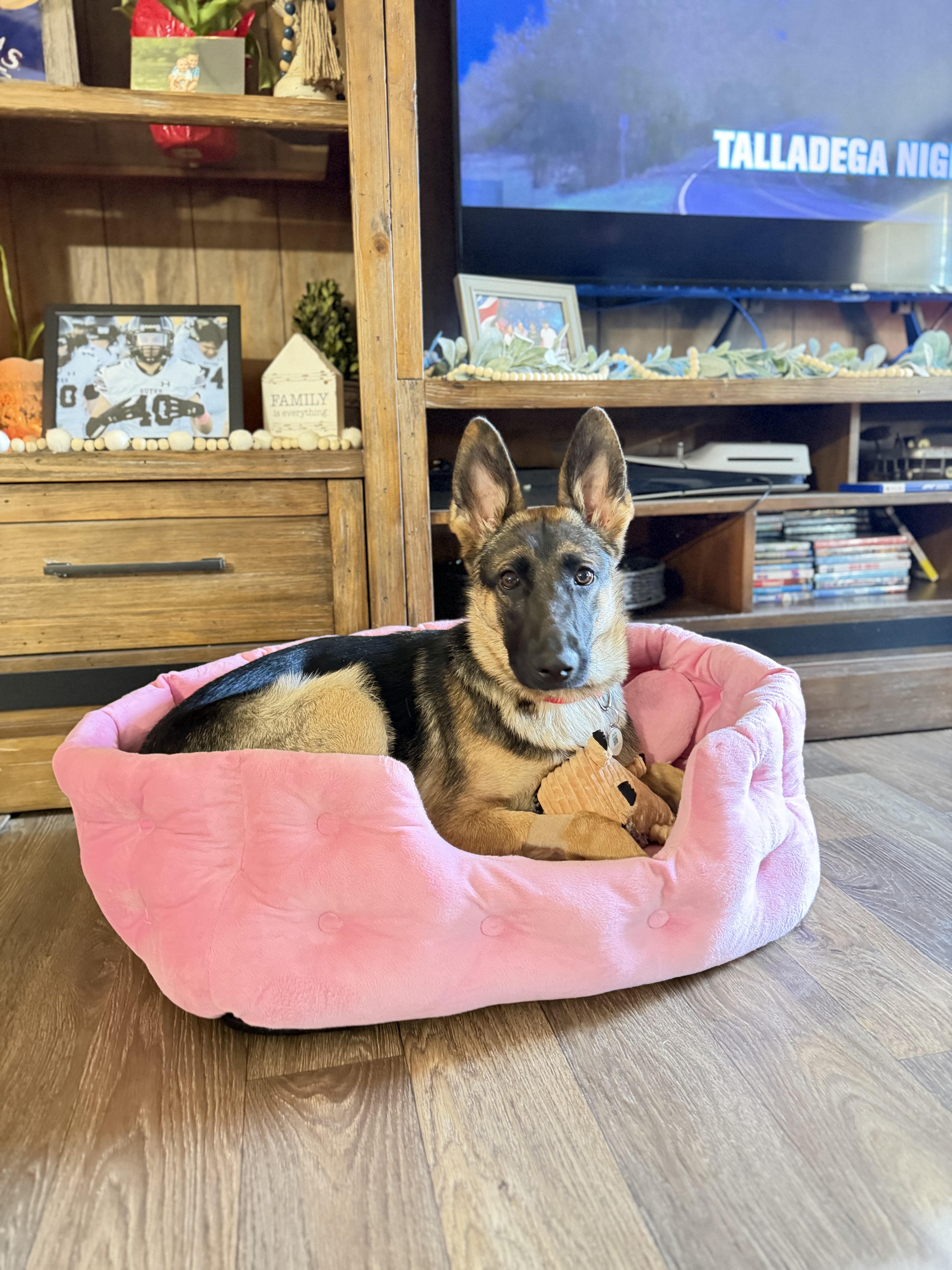 Enlarge Murphy , an adopted German Shepherd Dog in Paris, TX image 4/5