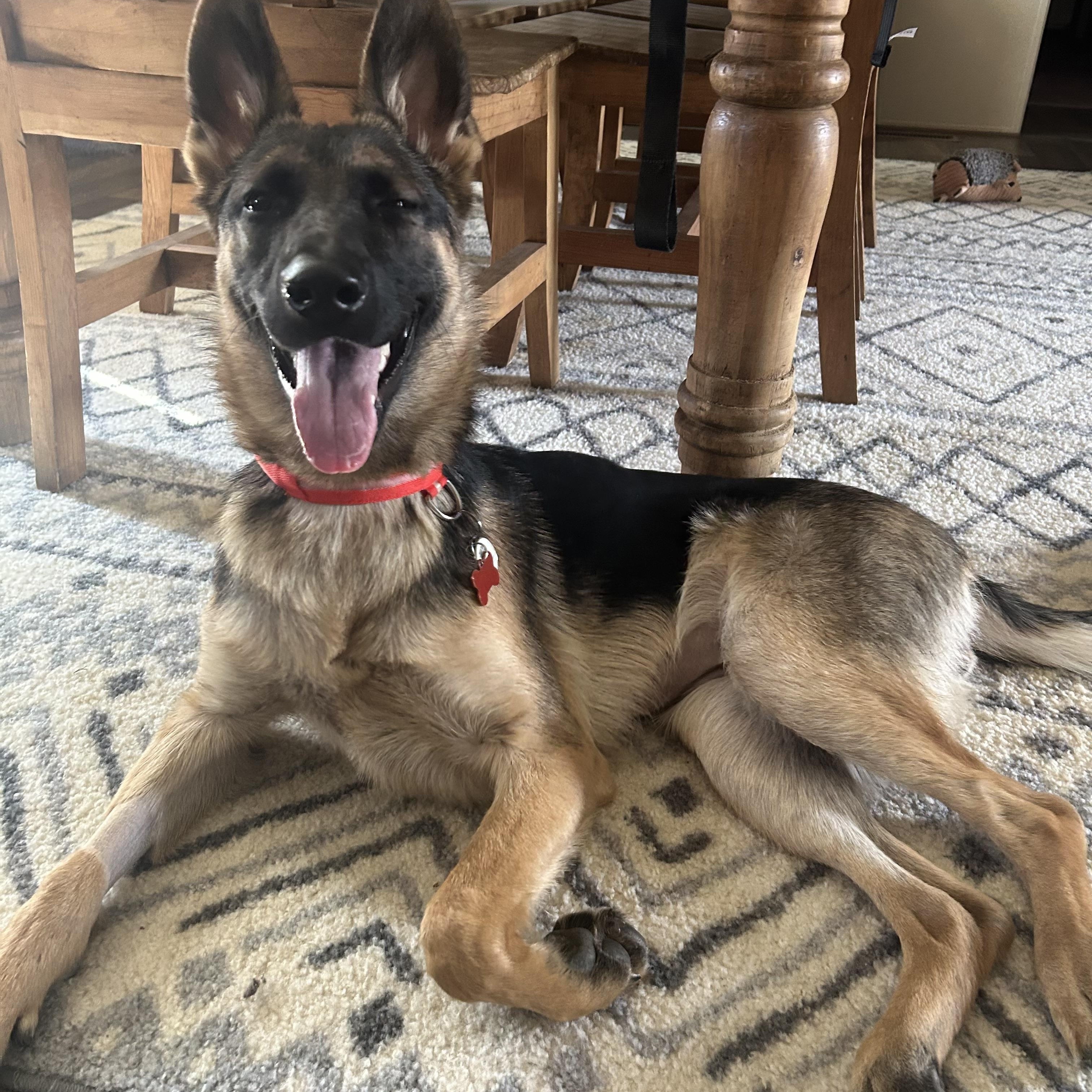 Murphy , adopted, Young Female German Shepherd Dog.