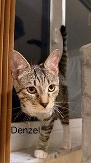 Denzel, Adoptable, Young Male Tabby & Domestic Short Hair.