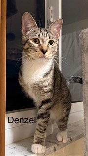 Enlarge Denzel, a Adoptable mixed breed in Oakland Park, FL image 2/3