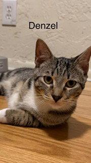 Enlarge Denzel, a Adoptable mixed breed in Oakland Park, FL image 3/3