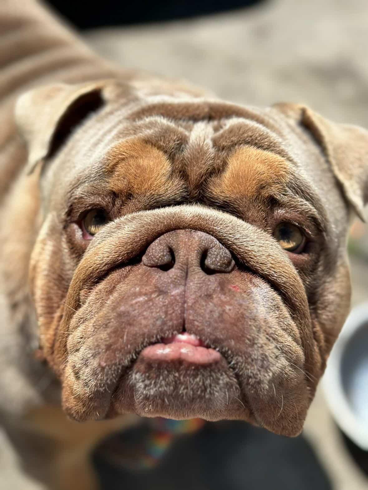 Enlarge Kaito, an adopted English Bulldog in Corona, CA image 1/6