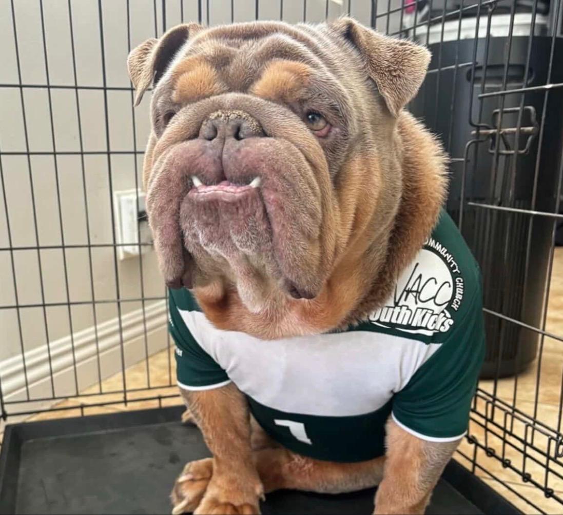 Enlarge Kaito, an adopted English Bulldog in Corona, CA image 3/6