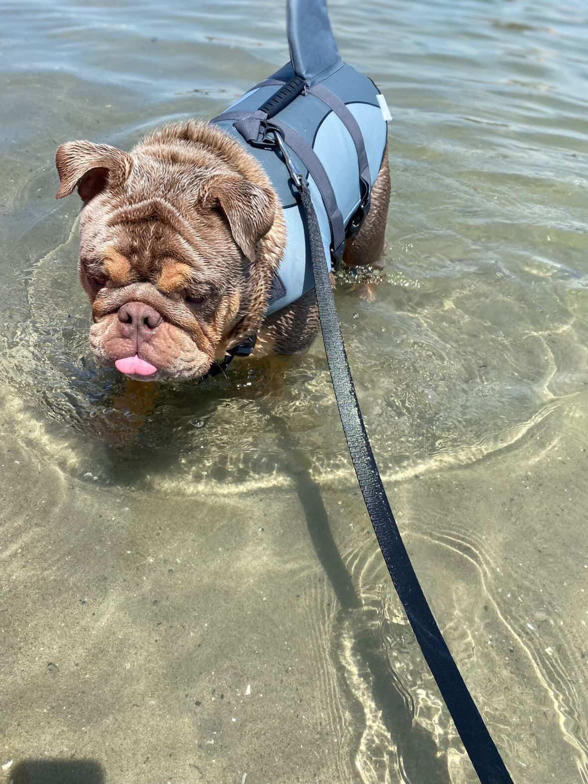 Enlarge Kaito, an adopted English Bulldog in Corona, CA image 5/6