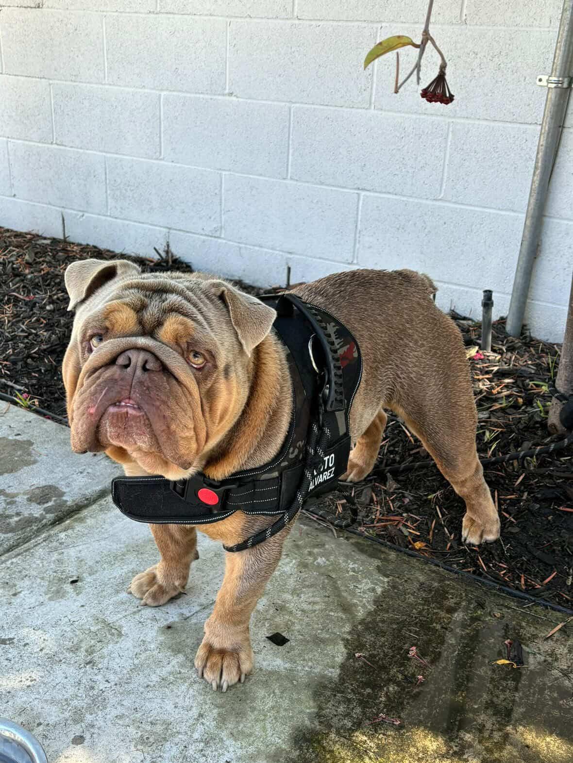 Enlarge Kaito, an adopted English Bulldog in Corona, CA image 6/6