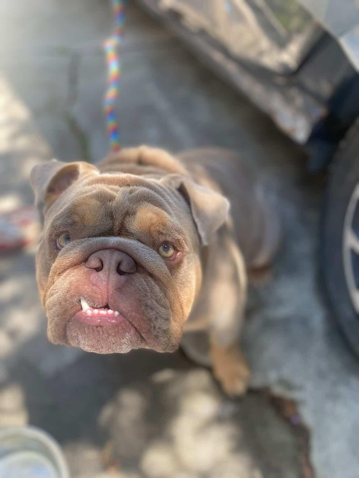 Enlarge Kaito, an adopted English Bulldog in Corona, CA image 4/6