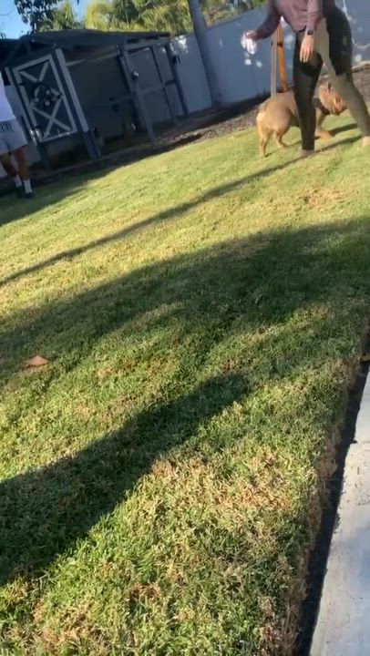 Enlarge Kaito, an adopted English Bulldog in Corona, CA video 2/6