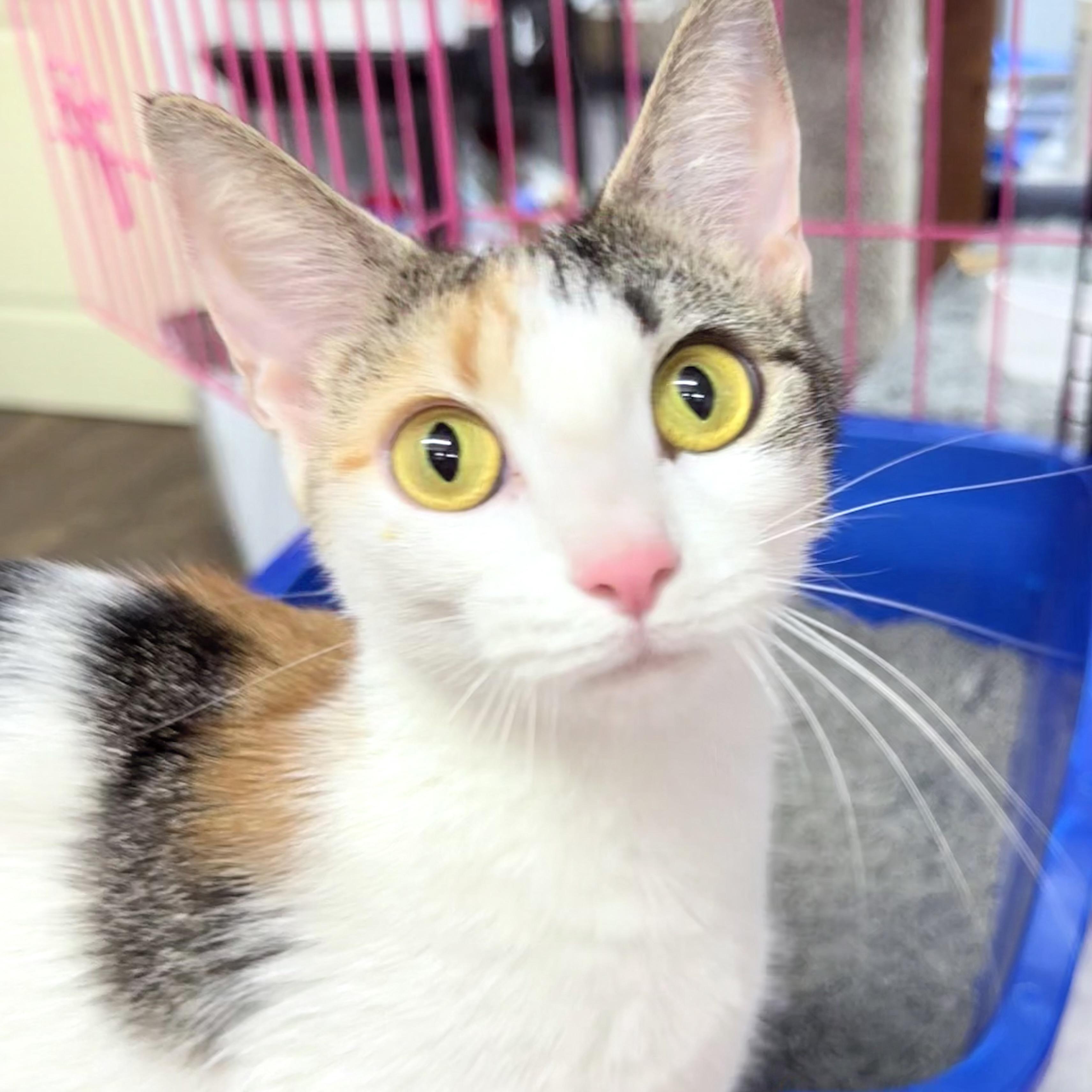 Enlarge Kayla, a Adoptable American Shorthair in Philadelphia, PA image 3/6