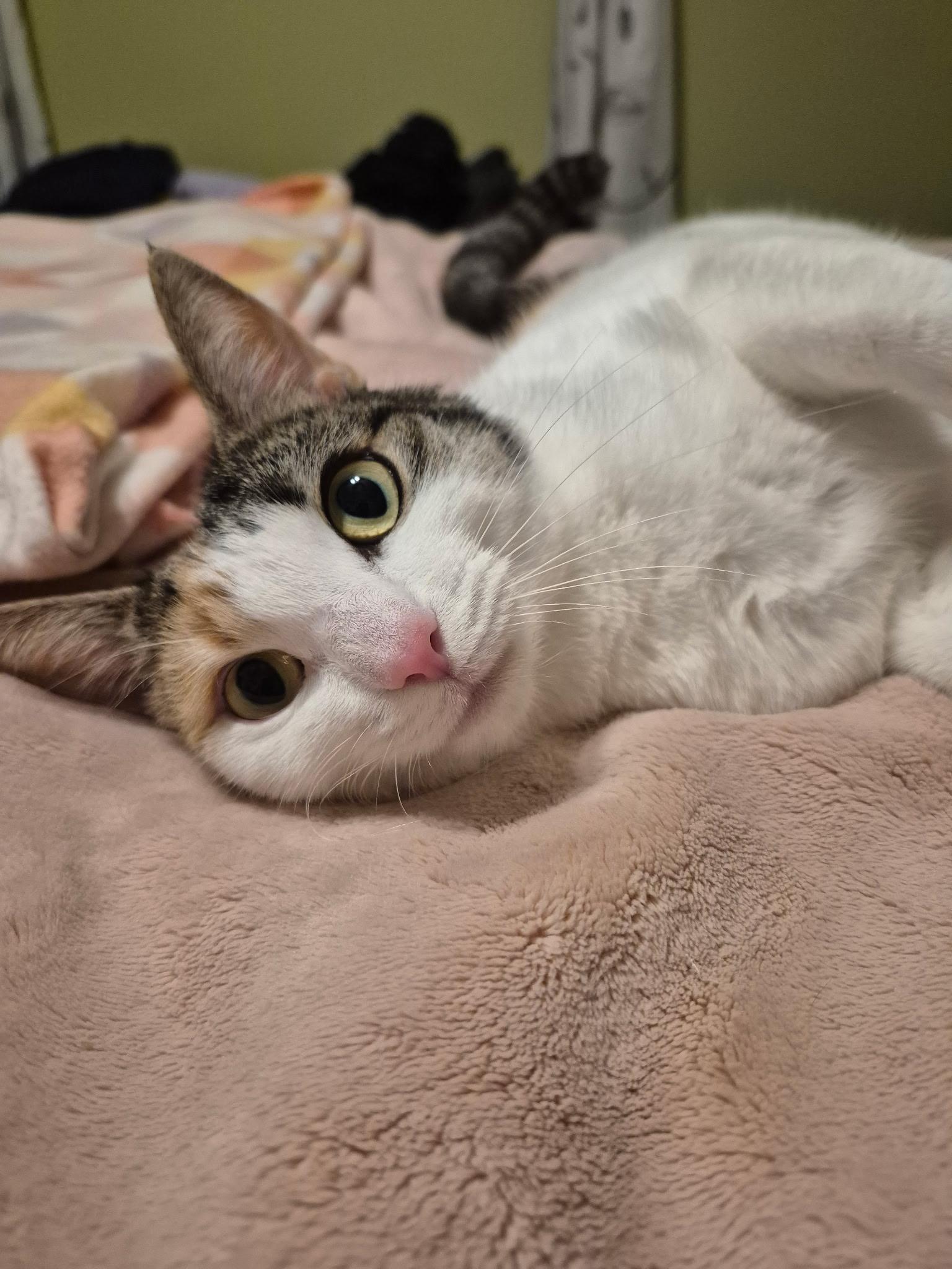 Kayla, Adoptable, Adult Female American Shorthair.