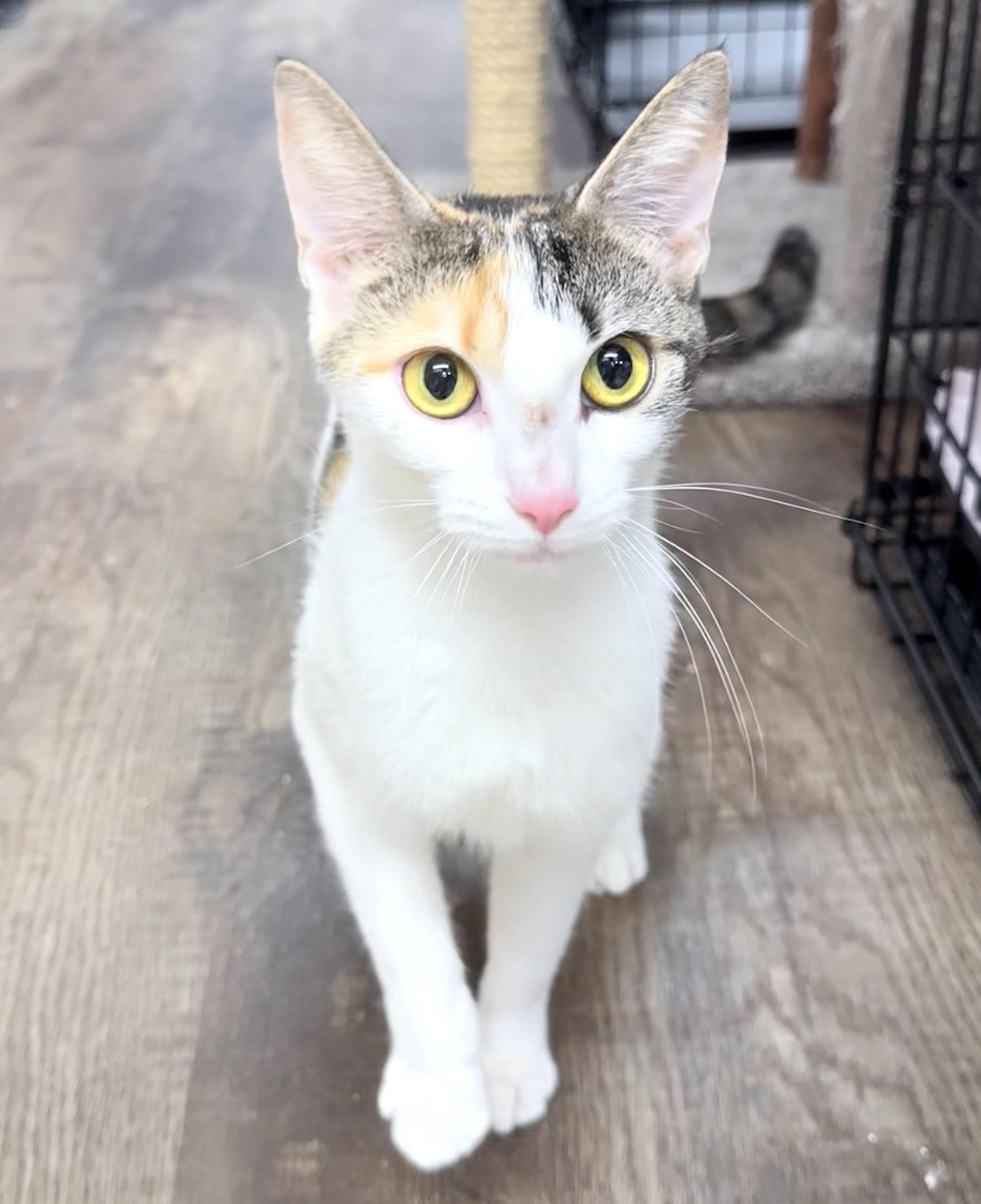 Enlarge Kayla, a Adoptable American Shorthair in Philadelphia, PA image 6/6