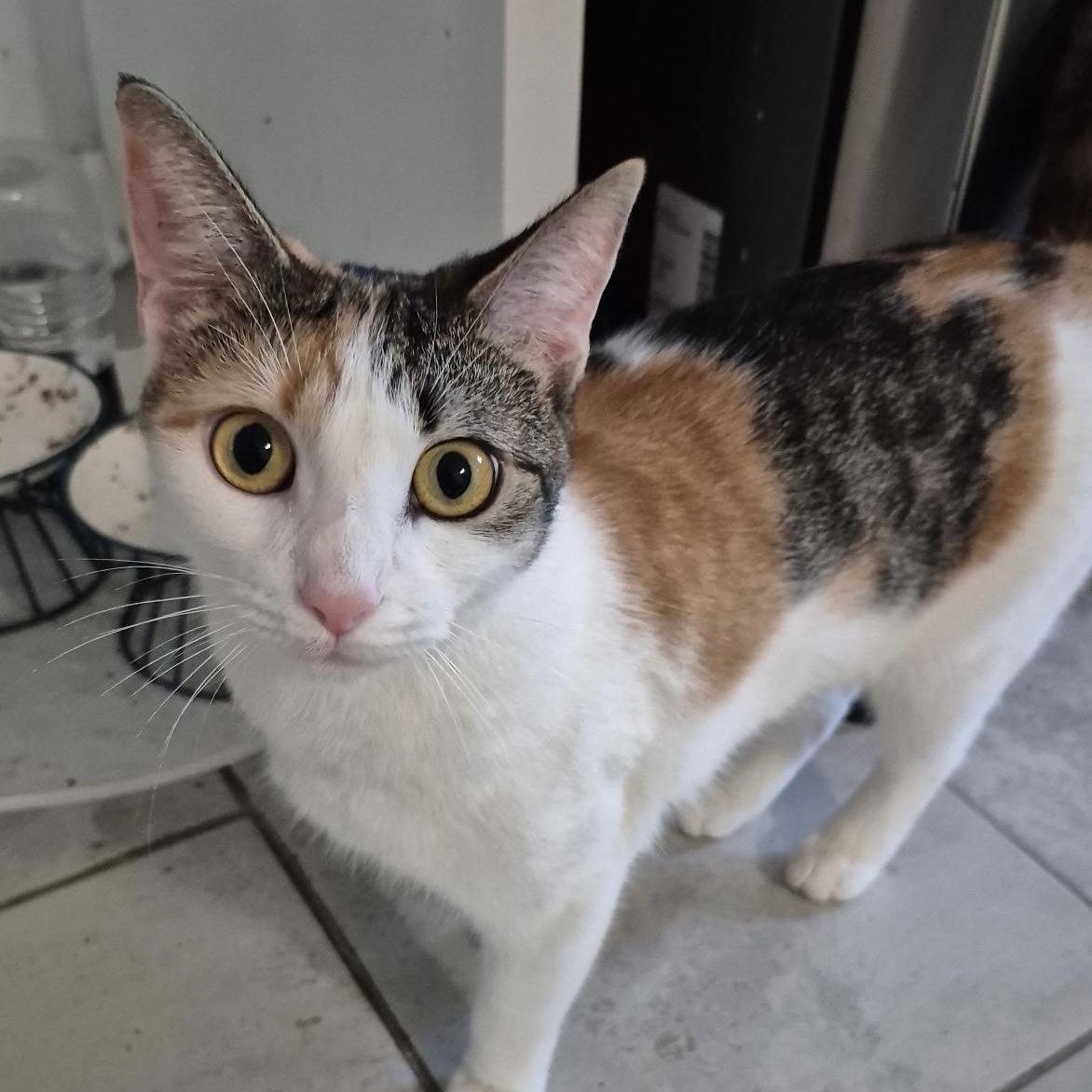 Enlarge Kayla, a Adoptable American Shorthair in Philadelphia, PA image 2/6