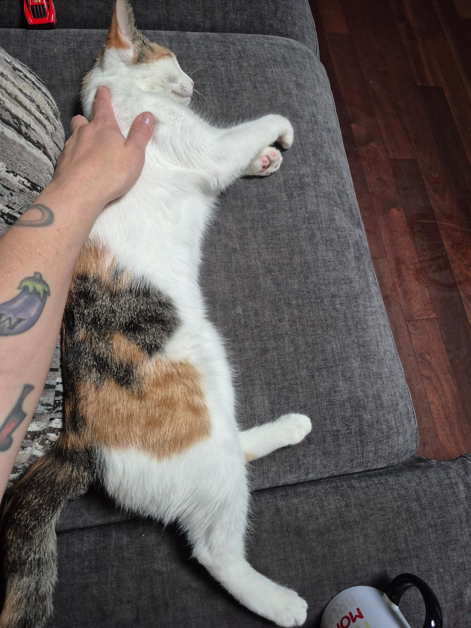 Enlarge Kayla, a Adoptable American Shorthair in Philadelphia, PA image 5/6
