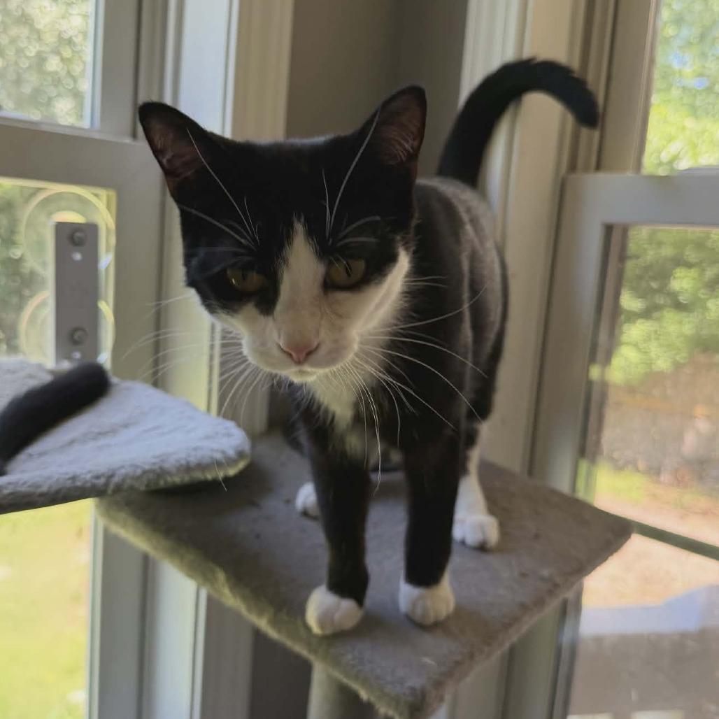 Enlarge Fiodora, a Adoptable Domestic Short Hair in Wilmington, NC image 3/6