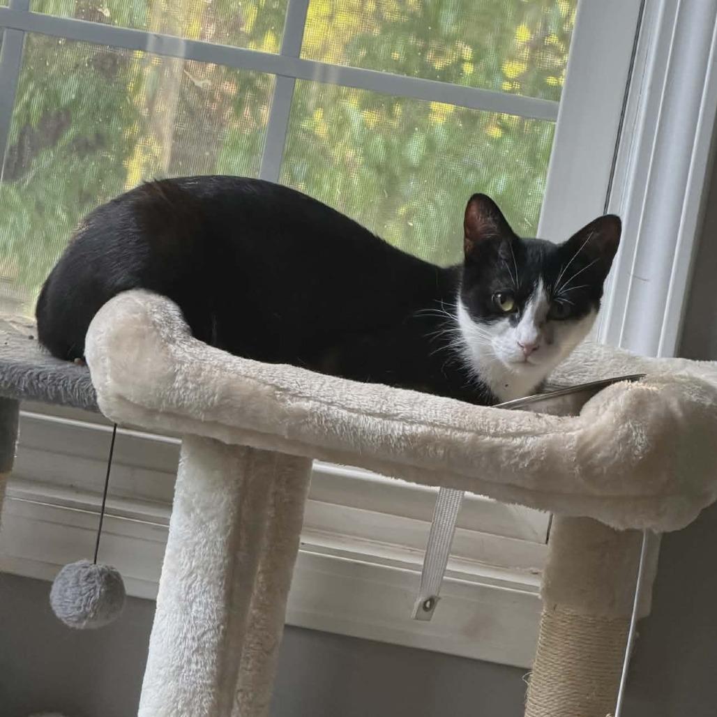 Enlarge Fiodora, a Adoptable Domestic Short Hair in Wilmington, NC image 2/6