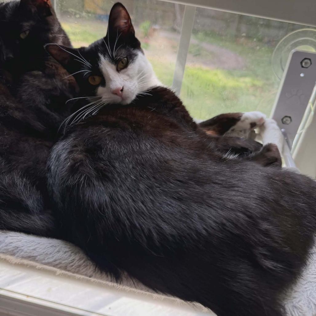Enlarge Fiodora, a Adoptable Domestic Short Hair in Wilmington, NC image 4/6
