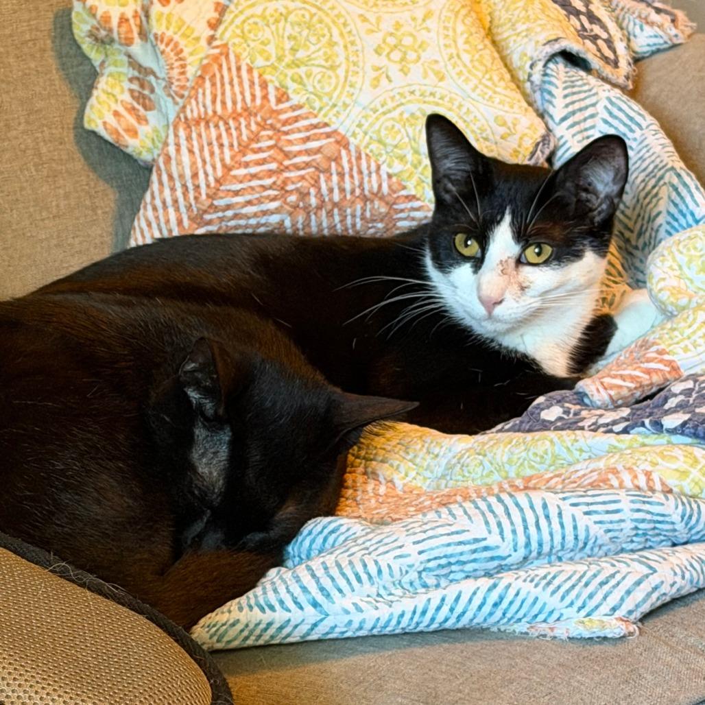 Fiodora, Adoptable, Young Female Domestic Short Hair.