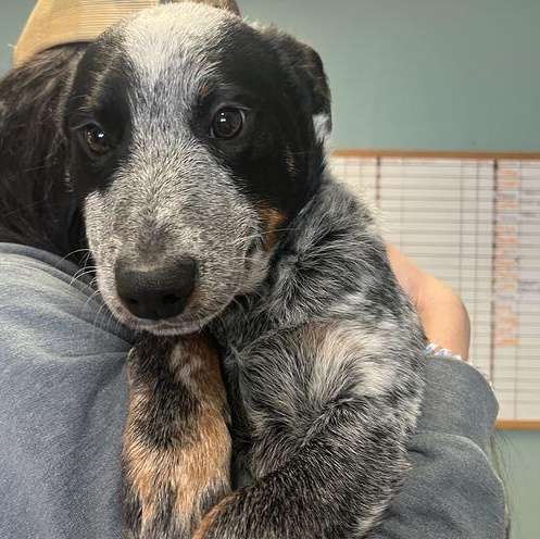 Spud, ADOPTABLE, Puppy Male Australian Cattle Dog / Blue Heeler.