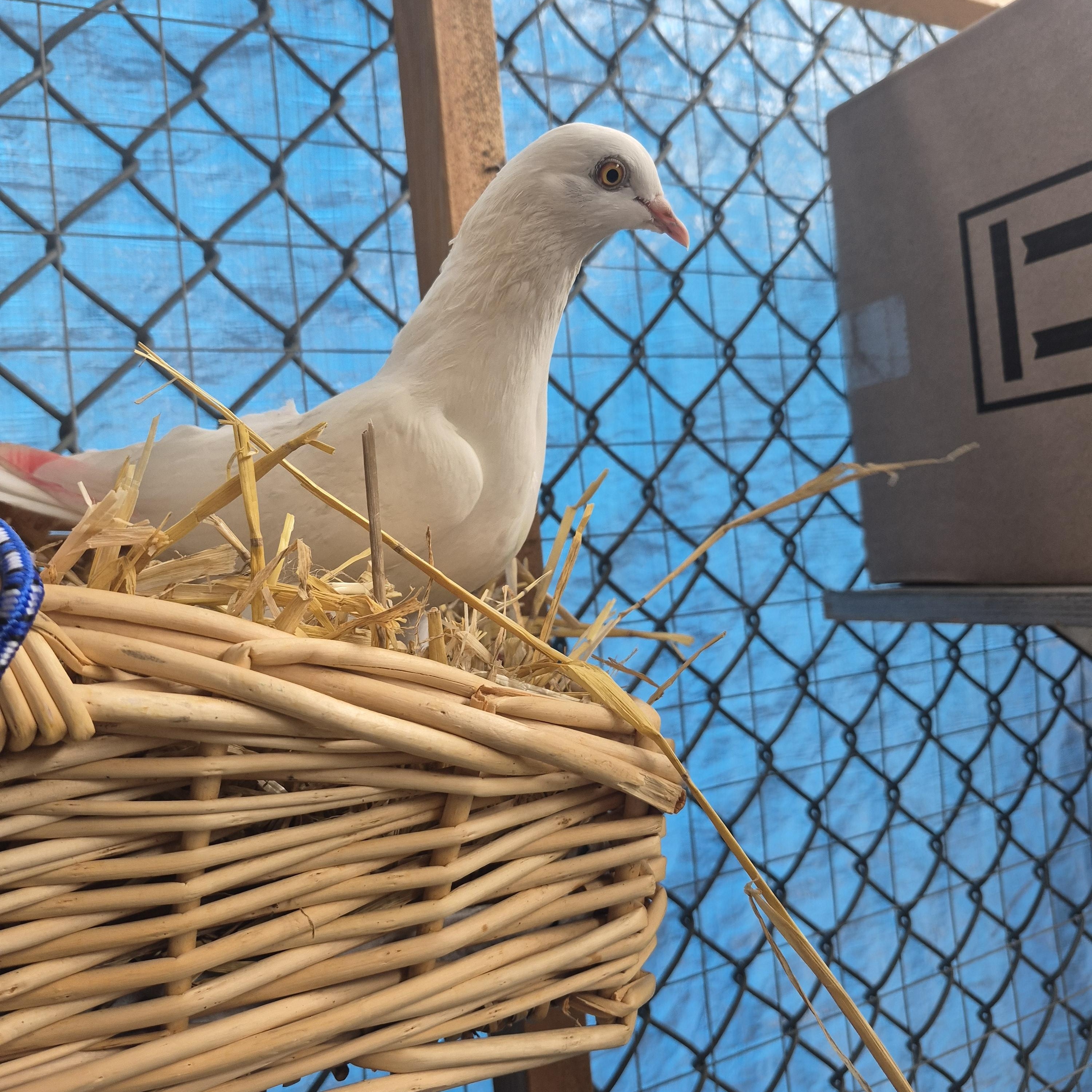 Snow White and Bashful, Adoptable, Adult Unknown Pigeon & Dove.