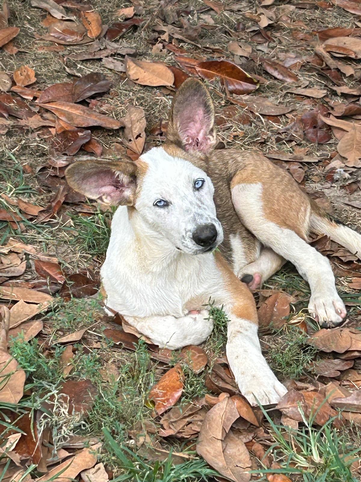 Violet, a Adoptable mixed breed image 2/5