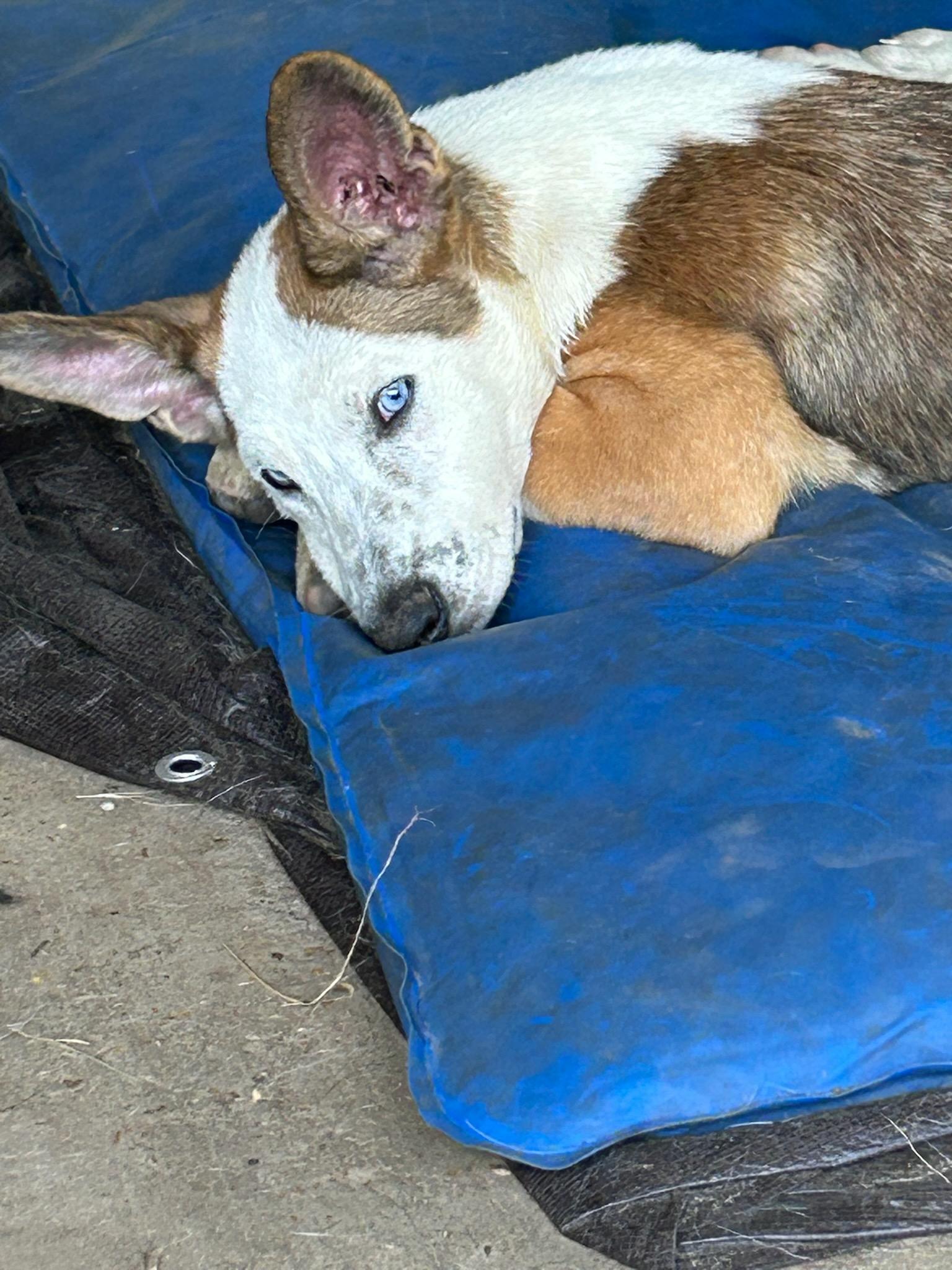 Violet, a Adoptable mixed breed image 3/5