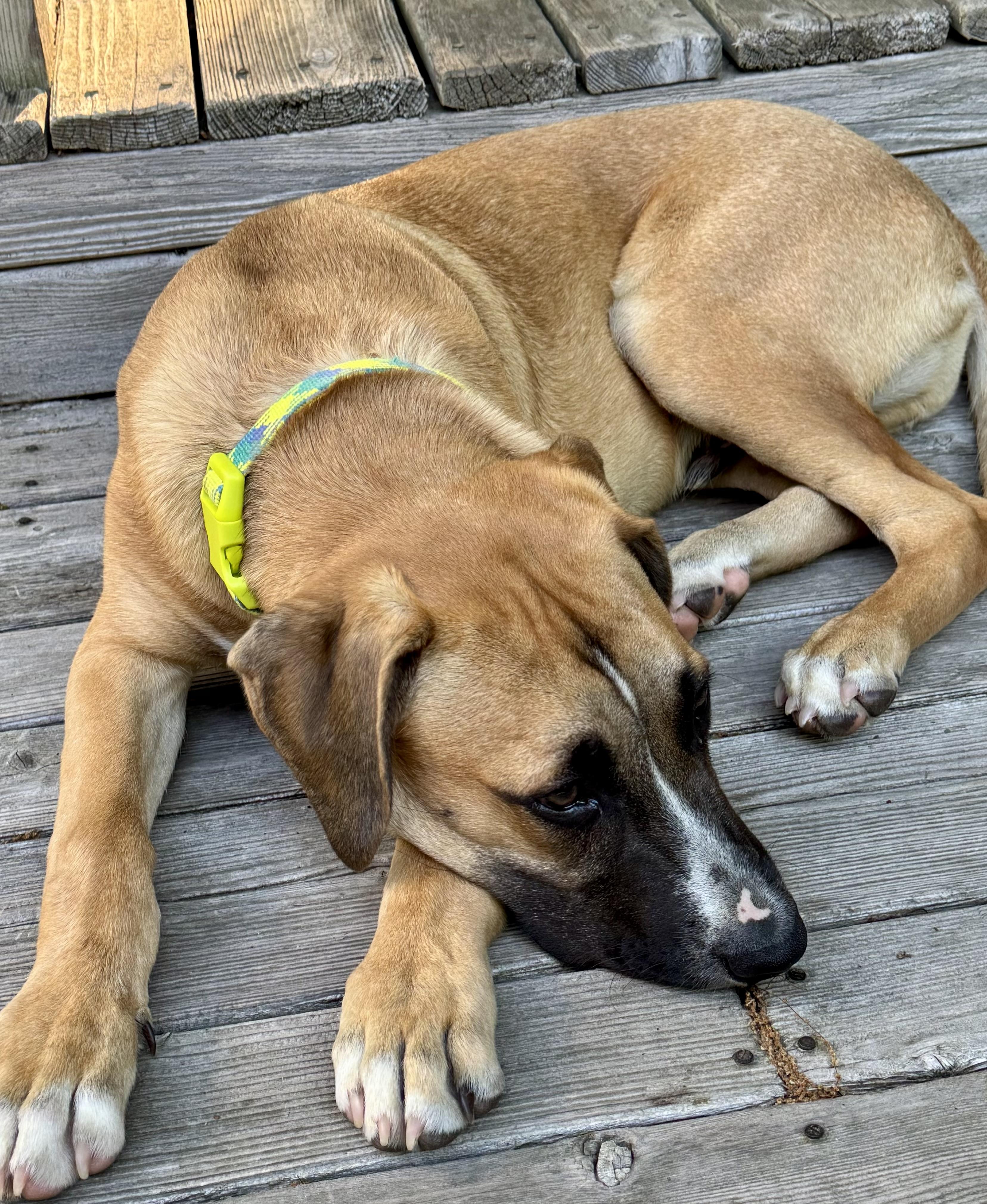 Enlarge Thomas, an adopted mixed breed in Middleburgh, NY image 2/6