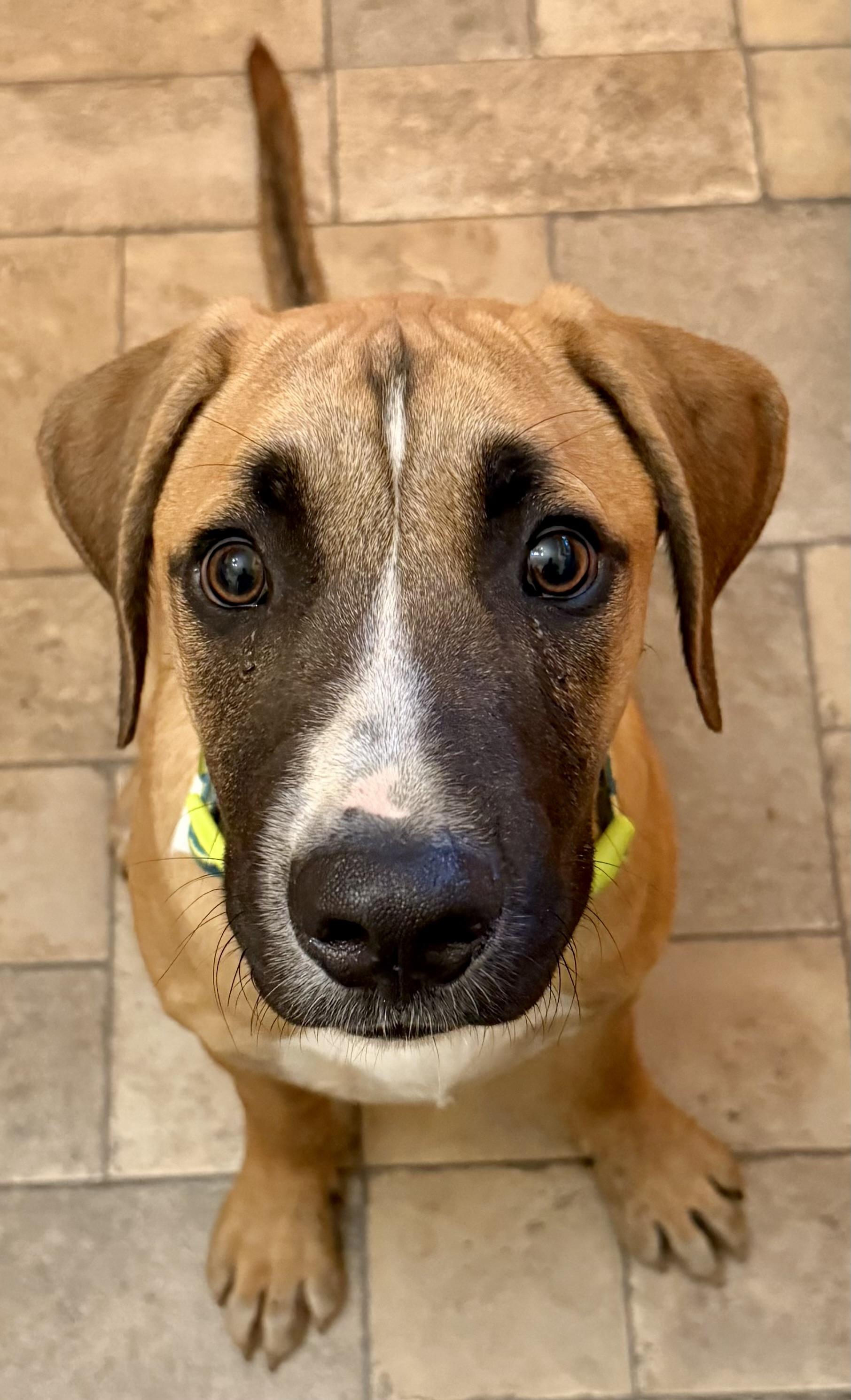Enlarge Thomas, an adopted mixed breed in Middleburgh, NY image 3/6