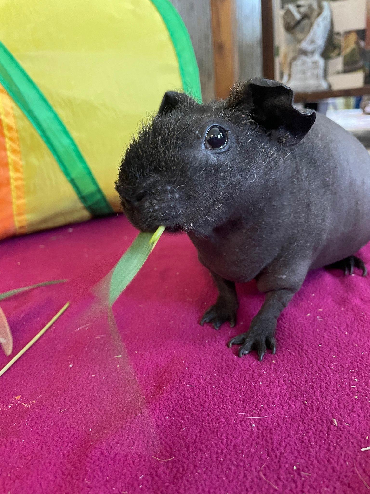 Enlarge Chia & Marigold, a ADOPTABLE Guinea Pig in Howell, NJ image 2/3