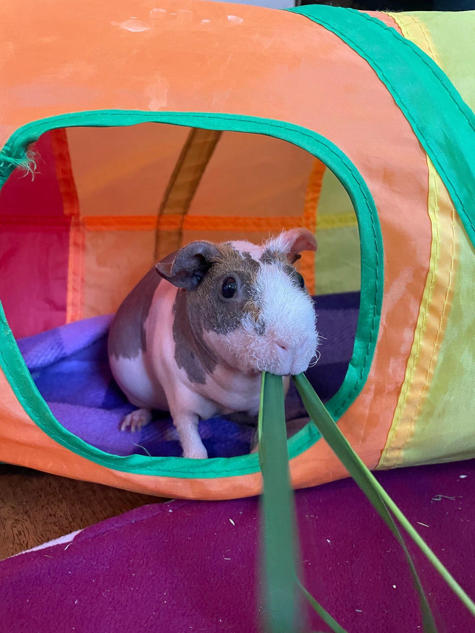 Enlarge Chia & Marigold, a ADOPTABLE Guinea Pig in Howell, NJ image 1/3
