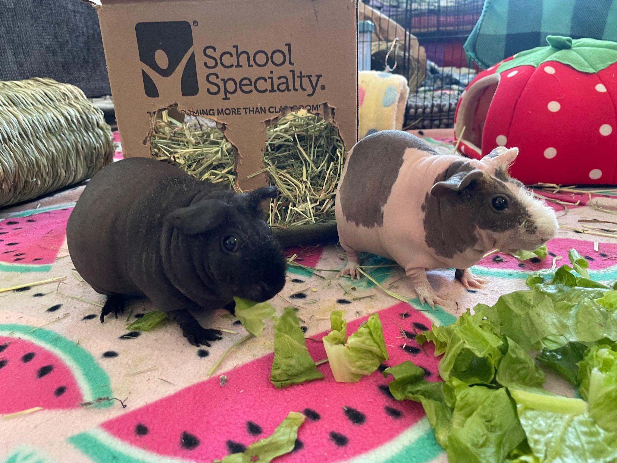 Enlarge Chia & Marigold, a ADOPTABLE Guinea Pig in Howell, NJ image 3/3