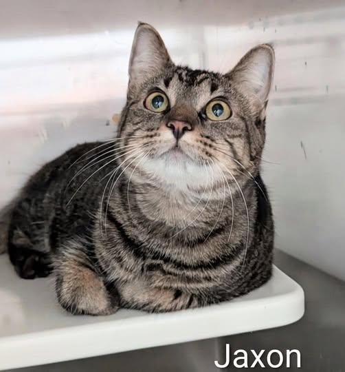 Jaxson, ADOPTABLE, Adult Male Domestic Short Hair.