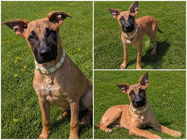 Enlarge BENNY, a Adoptable mixed breed in Toronto, ON image 1/1