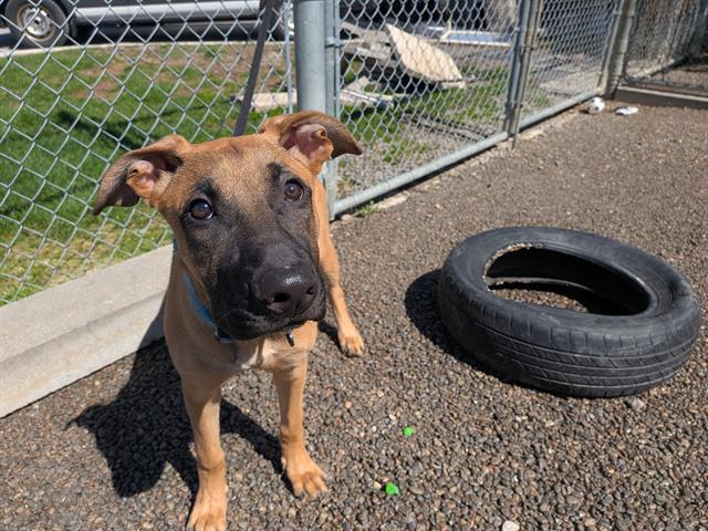 Enlarge BENNY, a Adoptable mixed breed in Toronto, ON image 1/1