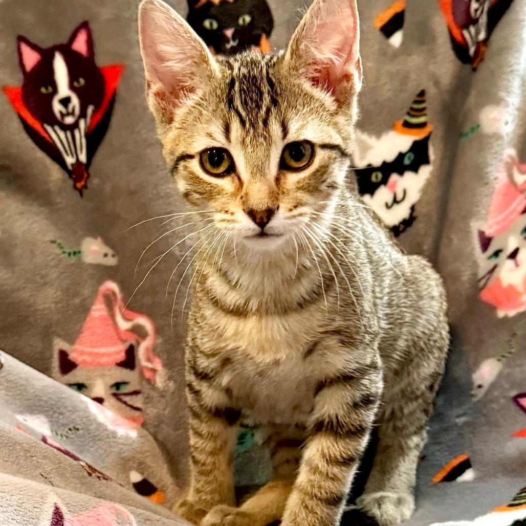 Beans, Adoptable, Kitten Female Domestic Short Hair.
