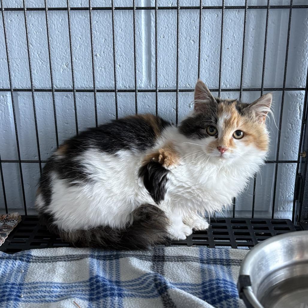 Enlarge Buttercream, a Adoptable Domestic Medium Hair in Crookston, MN image 1/1