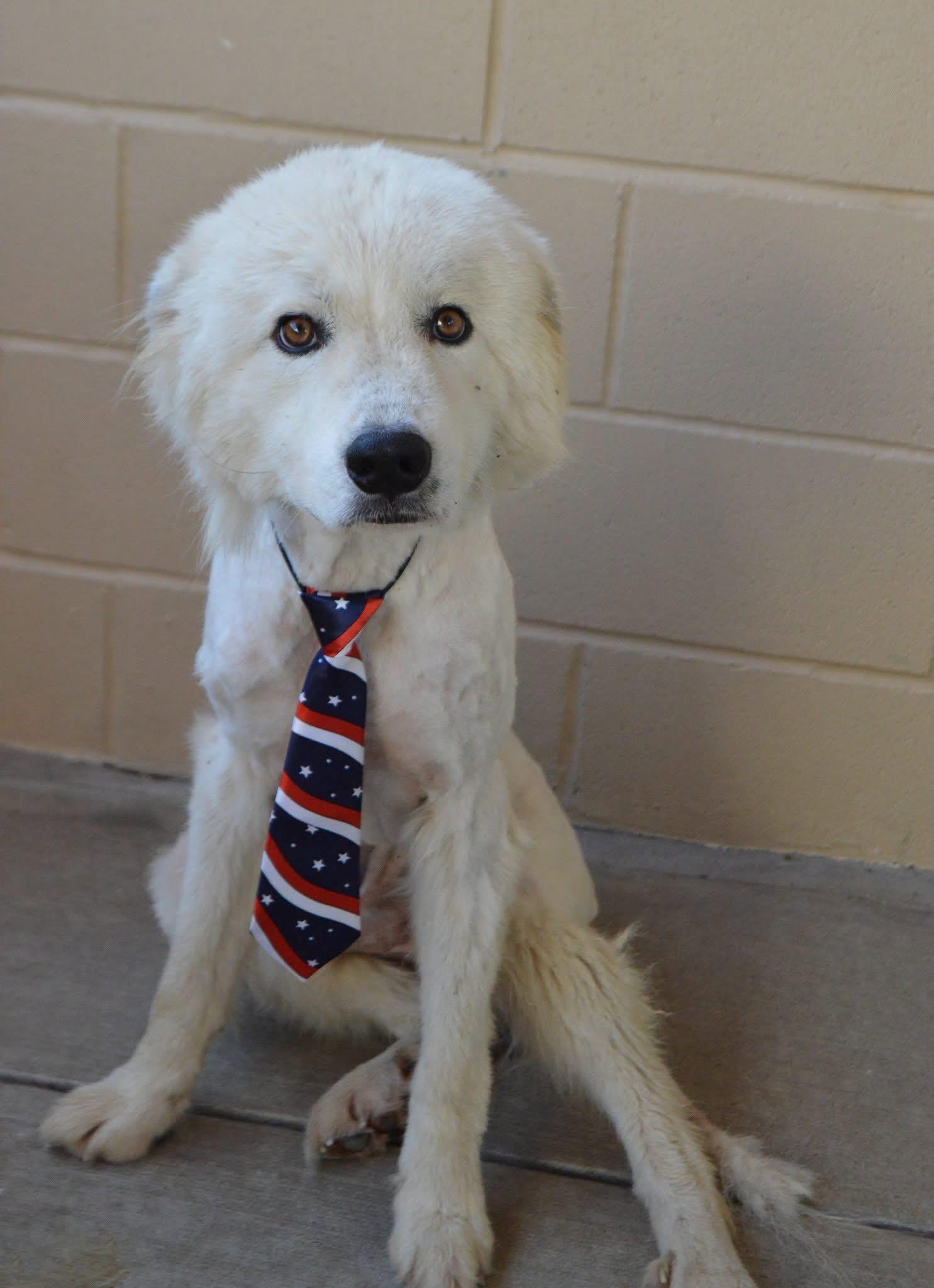 Lincoln, a Adoptable Great Pyrenees in New Baltimore, MI image 2/6