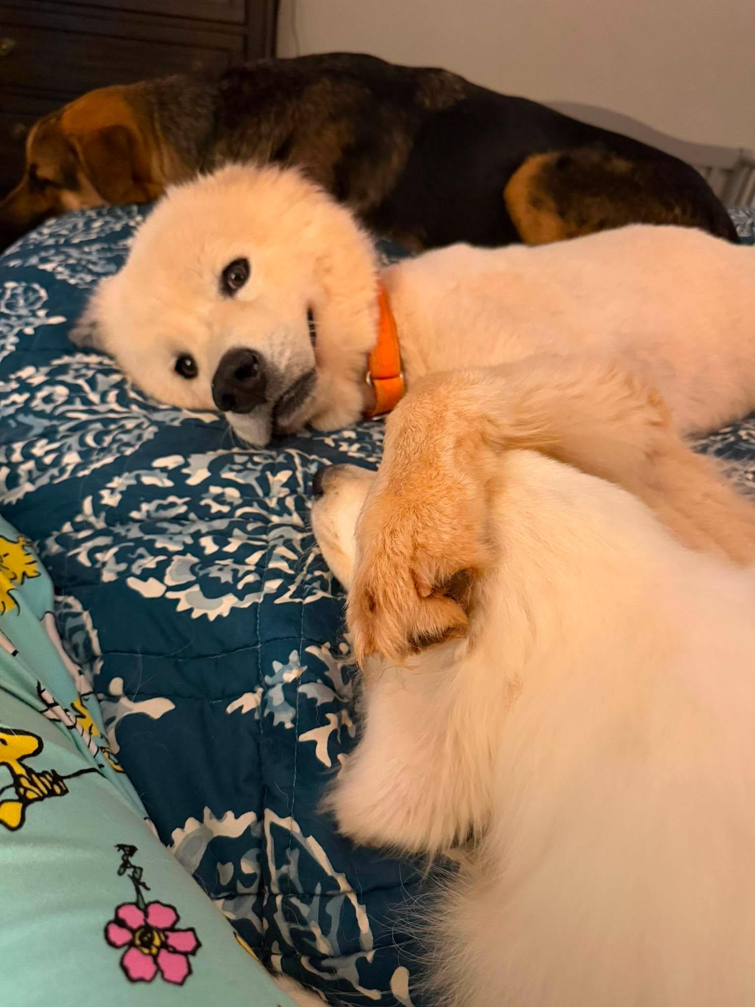 Lincoln, a Adoptable Great Pyrenees in New Baltimore, MI image 1/6