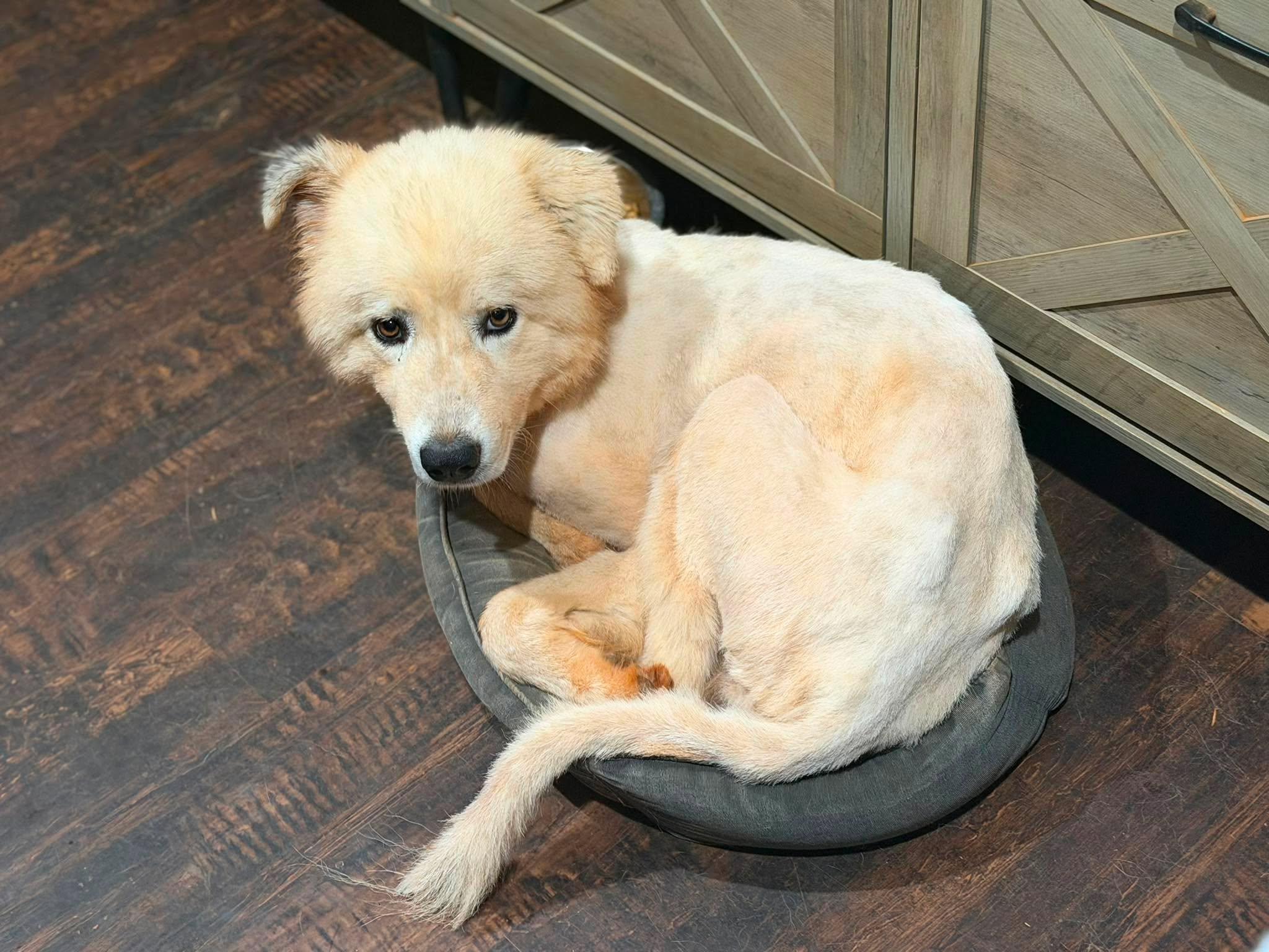 Lincoln, a Adoptable Great Pyrenees in New Baltimore, MI image 3/6