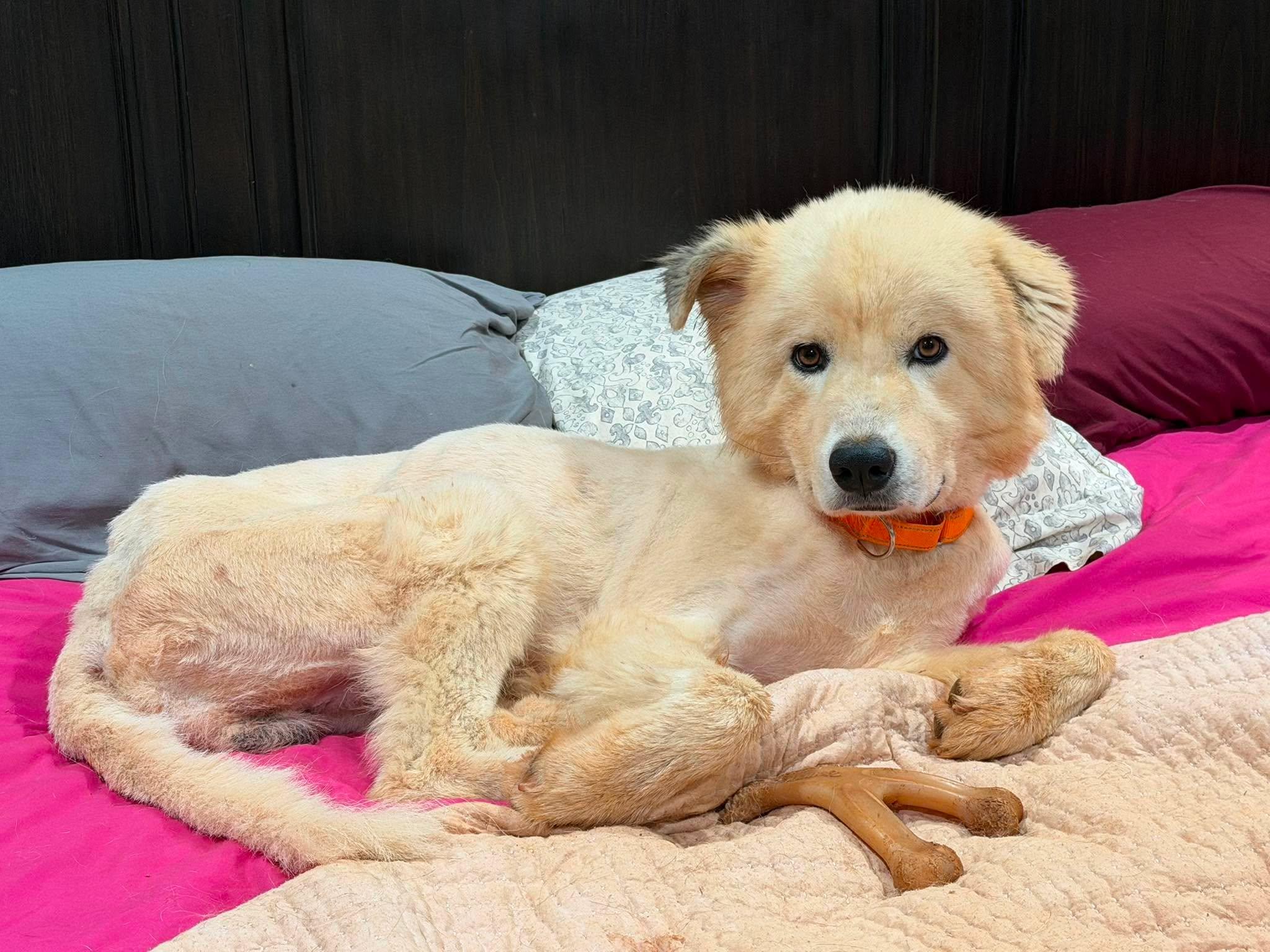 Lincoln, a Adoptable Great Pyrenees in New Baltimore, MI image 4/6