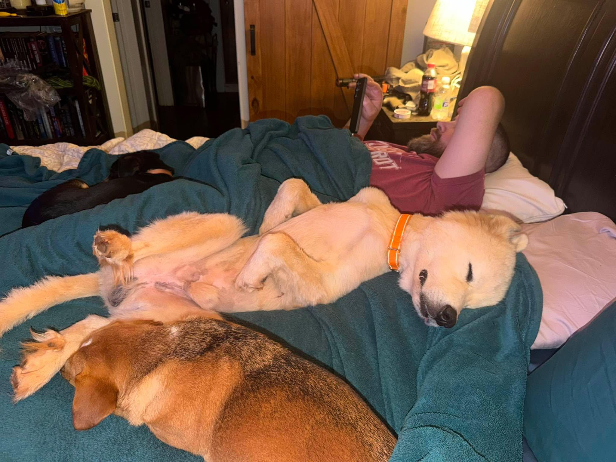 Lincoln, a Adoptable Great Pyrenees in New Baltimore, MI image 6/6