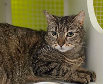 Enlarge Bella, an adopted mixed breed in New York, NY image 6/6