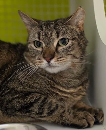 Enlarge Bella, an adopted mixed breed in New York, NY image 5/6