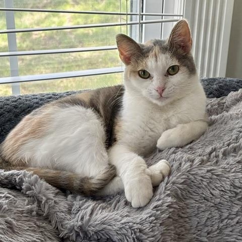 Lavender, adopted, Kitten Female Domestic Short Hair.