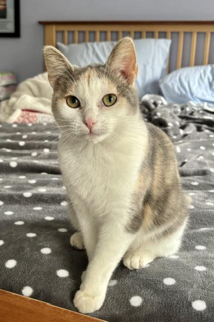 Lavender, an adopted Domestic Short Hair in Minneapolis, MN image 3/5