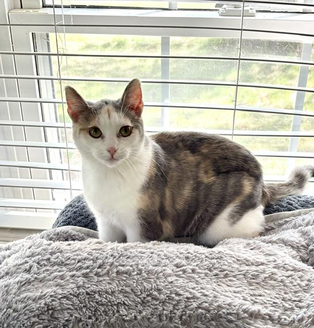 Lavender, an adopted Domestic Short Hair in Minneapolis, MN image 2/5