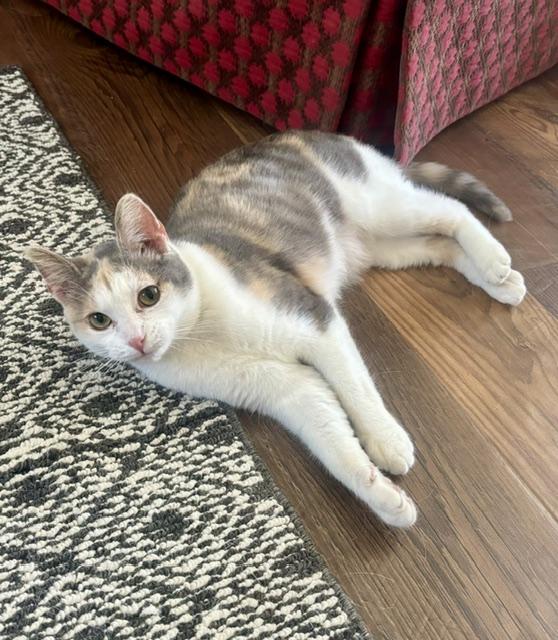 Lavender, an adopted Domestic Short Hair in Minneapolis, MN image 5/5