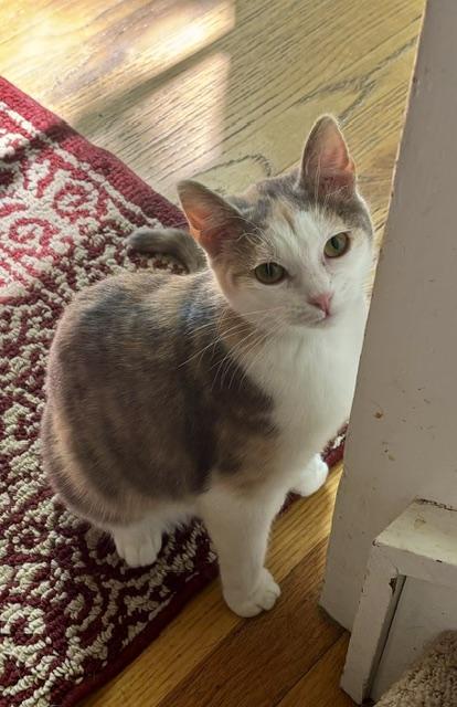 Lavender, an adopted Domestic Short Hair in Minneapolis, MN image 4/5